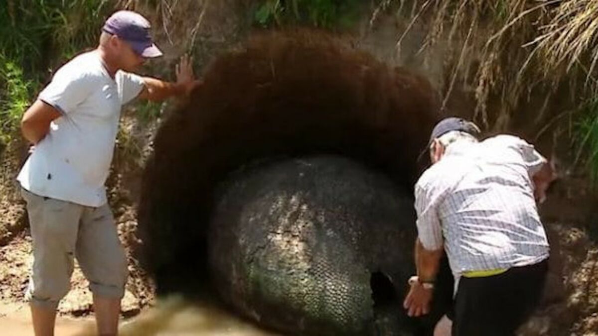 El huevo de dinosaurio que encontró el granjero era un caparazón de gliptodonte