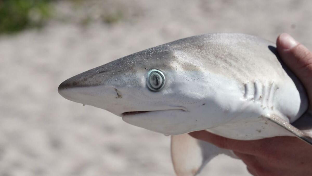 Un requin est filmé en pleine attaque sur la côte (vidéo)