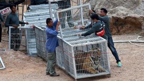 Maltraitance animale : 86 des 147 tigres confisqués dans un temple pour touristes sont morts