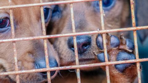 Abandon d'animaux : un député propose une mesure pour lutter contre l'abandon des animaux