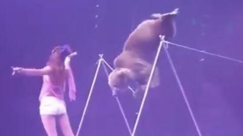 Un ours "funambule" obligé de faire des numéros indignes dans un cirque français (VIDEO)