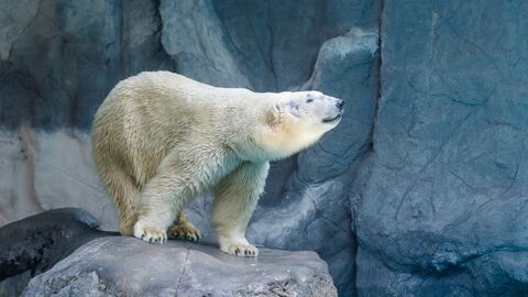 Moselle : Olaf, l'ours polaire du zoo d'Amnéville "tronçonné" après avoir été refusé à la déchetterie