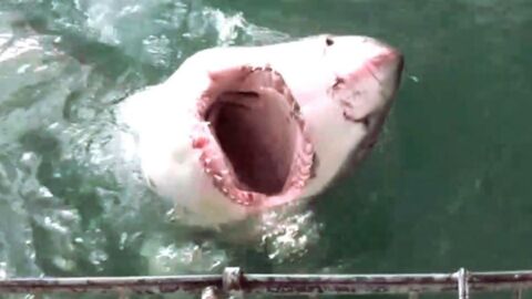 Afrique du Sud : un grand requin blanc attaque une cage de plongeurs