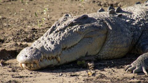 Un homme a survécu trois semaines dans une forêt infestée de crocodiles