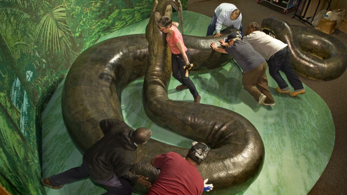 Titanoboa Le Plus Grand Serpent Du Monde Titanoboa : découvrez le plus gros serpent du monde