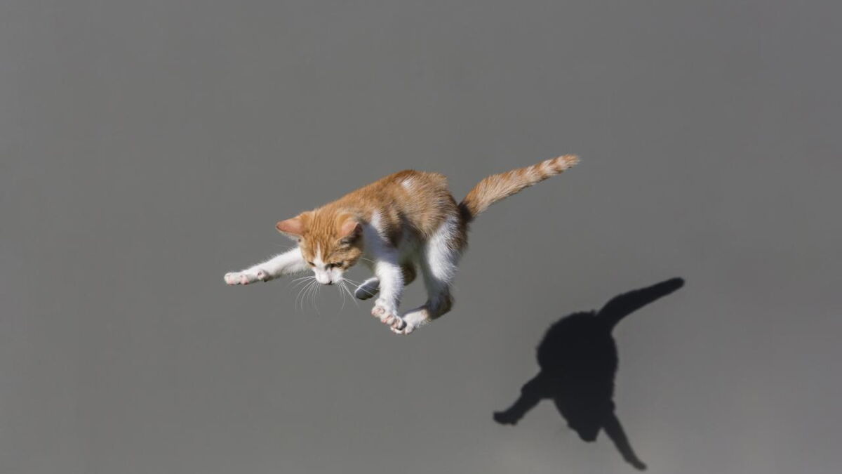 Chicago Un Chat Survit A Un Incendie En Sautant Du Cinquieme Etage