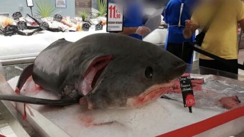 Une espèce de requin protégée en vente dans un Leclerc provoque un tollé
