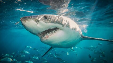 Requins : 5 choses à savoir sur cet animal plus vieux que les dinosaures