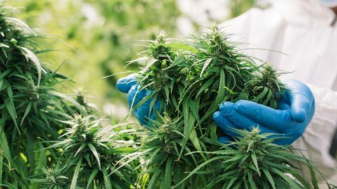 Cannabis : le Conseil constitutionnel redonne de l'espoir aux vendeurs de CBD