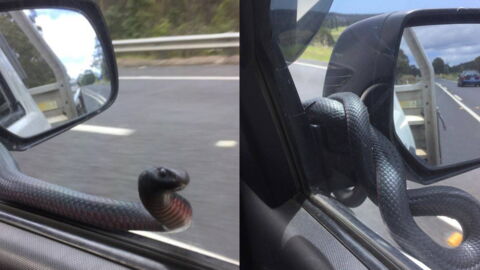 Er fährt mit seinem Auto. Plötzlich klopft eine Giftschlange an die Scheibe