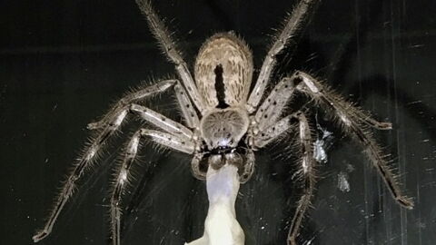 Australien: Eine riesige Spinne schleppt einen toten Gecko hinter sich her