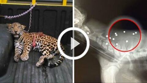 Auf dieses Jaguarbaby wurde mit Schrotkugeln geschossen