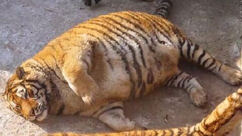 China: In diesem Zoo werden die sibirische Tiger von Besuchern überfüttert