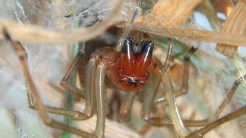 Der Deutsche Naturschutzbund warnt vor einer giftigen Spinne in Deutschland