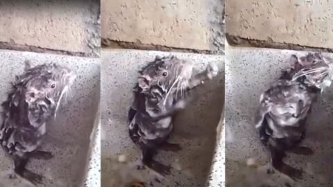 Die „duschende“ Ratte und die traurige Wahrheit dahinter