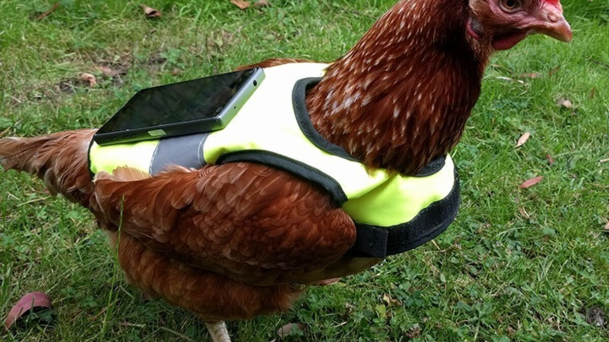 Pokémon GO: Diese Frau versucht mit einem Huhn, ihre Pokémon-Eier