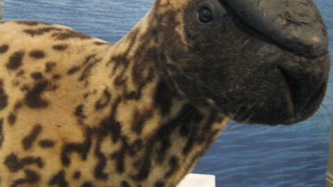 Diese erstaunlich aussehenden Tierarten könnten noch vor dem Menschen verschwinden