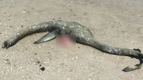 Loch Ness lässt grüßen: Seltsame Kreatur am Strand angespült