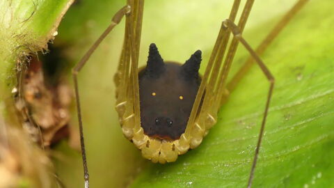 Forscher trifft auf kleines Tier im Regenwald: Es hat einen extrem seltsamen Kopf!