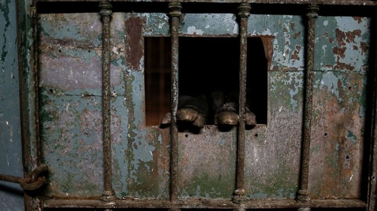 Buenos Aires Der Zoo ist seit einem Jahr geschlossen, doch viele Tiere