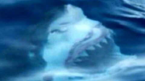 Mutprobe geht viral: Niemand kann nach diesen Bildern noch ins Wasser gehen!