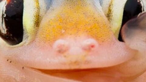 Schräge Tierfotos: Diese lustigen Tiere finden sich in merkwürdigen Situationen wieder!