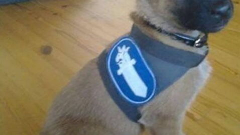 20 Hundewelpen und ihre zukünftigen Dienstuniformen