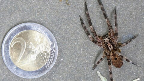 Giftspinne aus dem Ausland breitet sich in Deutschland aus