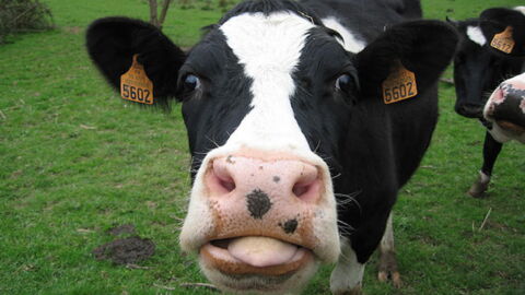 Aufregung in Österreich: Die #KuhKussChallenge erhitzt die Gemüter