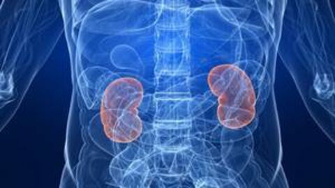 Chronische und akute Niereninsuffizienz: Definition, Anzeichen und Symptome, Ursachen, Therapie und Behandlung, Stadien, was ist Nierenversagen?