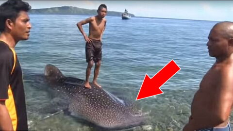 Tourist aus Russland rettet Walhai