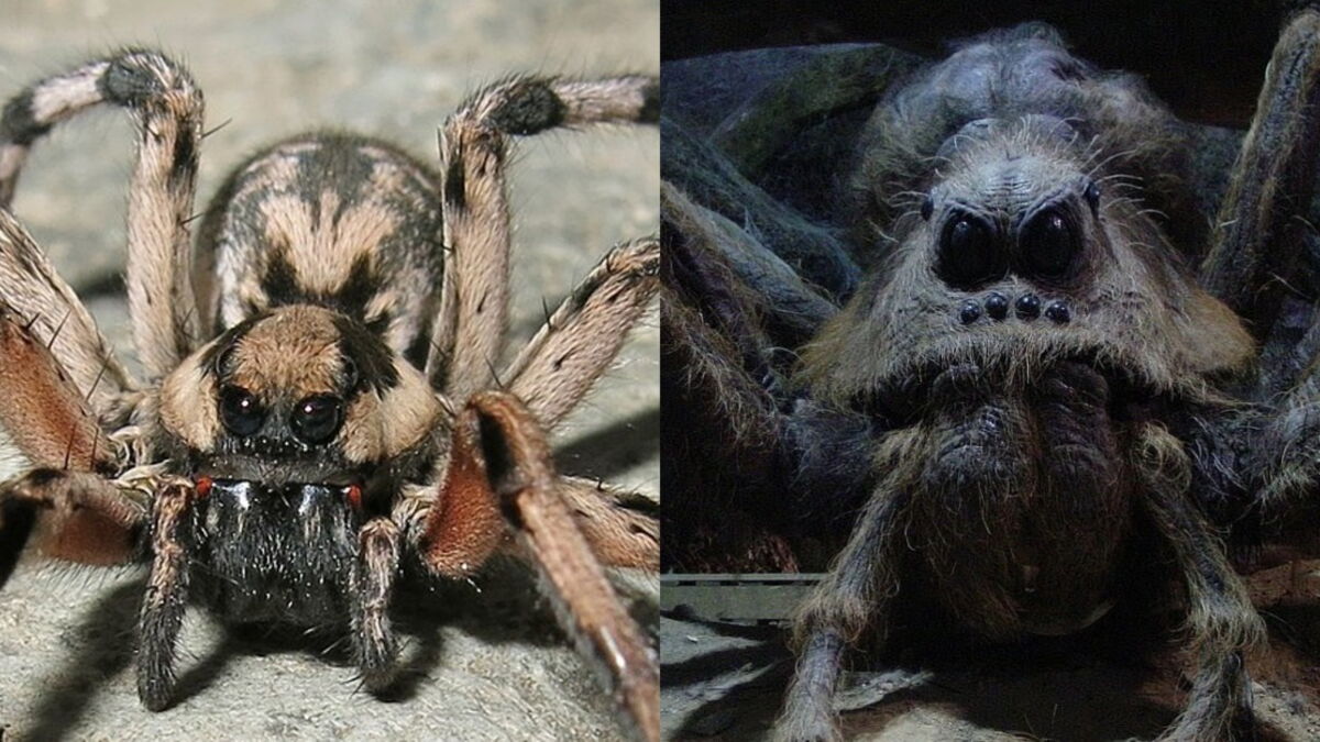 Wie Heißt Die Spinne Bei Harry Potter www.gentside.de