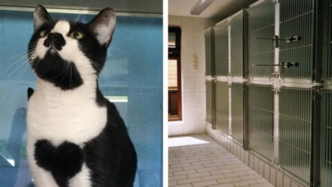 Aus diesem traurigen Grund verbringt Muffy schon ihr ganzes Leben im Tierheim