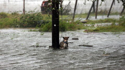 Überschwemmungen in den USA: Dieser Hund wurde an einen Pfahl gebunden und seinem Schicksal überlassen