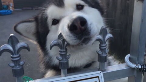 Bei diesen 15 Hunden bringt selbst das Warnschild nichts mehr