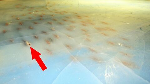 Auf dieser Eisbahn in Japan läuft man auf 5000 Fischen Schlittschuh