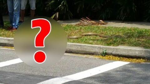 In Singapur wurde dieser heftige Kampf auf einer Straße beobachtet!