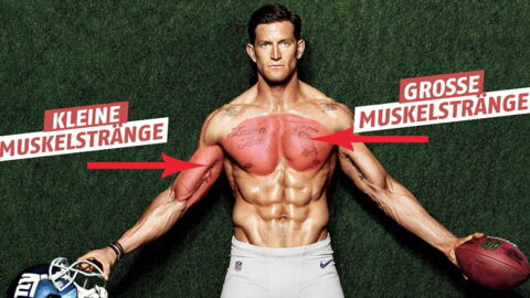 Entdeckt den Unterschied zwischen den großen und den kleinen Muskelsträngen