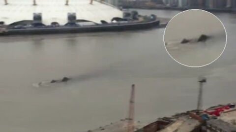 Eine mysteriöse Erscheinung wurde in der Themse im Zentrum von London gefilmt