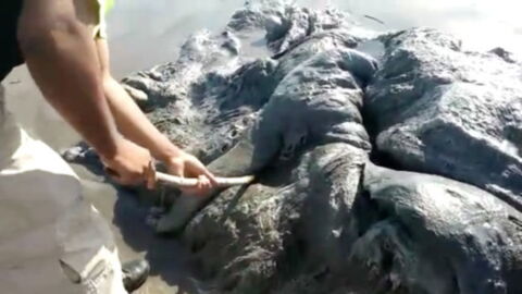 Ein komisches Meeresgeschöpf wurde an einem Strand in Mexiko entdeckt