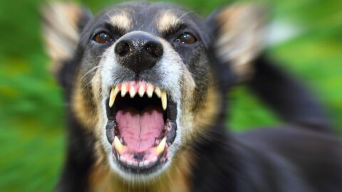 Belästigung: Hund rettet Frau