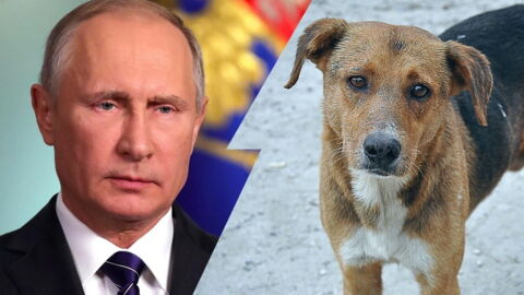 WM 2018 in Russland: Säuberungsaktionen von Tieren im Gange