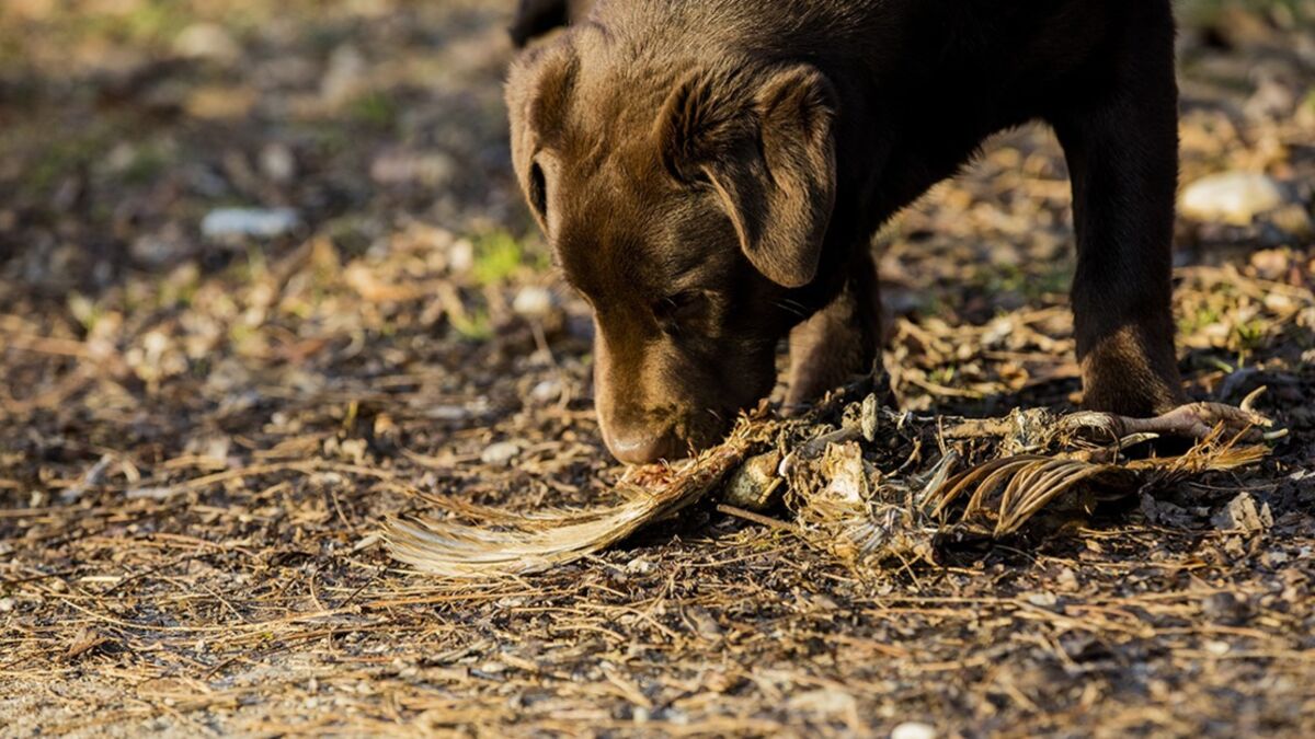 Hundehalter, aufgepasst Die Polizei warnt vor präparierten Tierködern