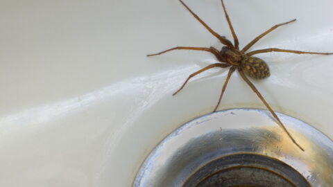 Im Herbst droht Europa eine Spinneninvasion