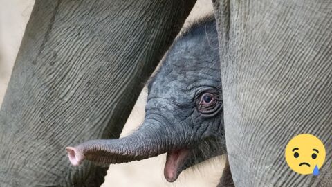 Püppi ist tot nach 10 Tagen! Jetzt stellen sich alle im Zoo diese eine Frage
