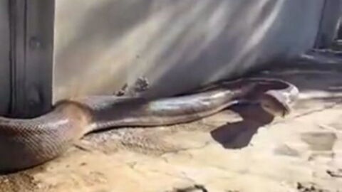 Diese riesige Schlange wird Ihnen Angst machen!