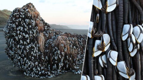 Eine seltsame Kreatur strandet in Neuseeland