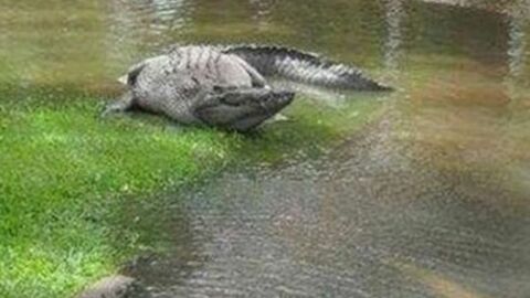 20 Fotos, die beweisen, dass es weltweit kein Land wie Australien gibt