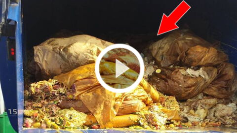 Katze aus Müllauto gerettet!