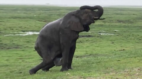 Elefantengeburt in Wildpark in Afrika: Herde eilt zum Schutz herbei